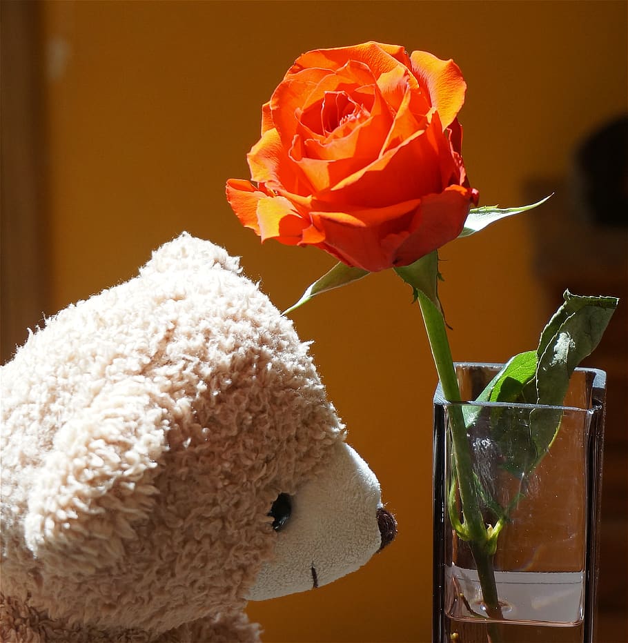 orange rose teddy bear