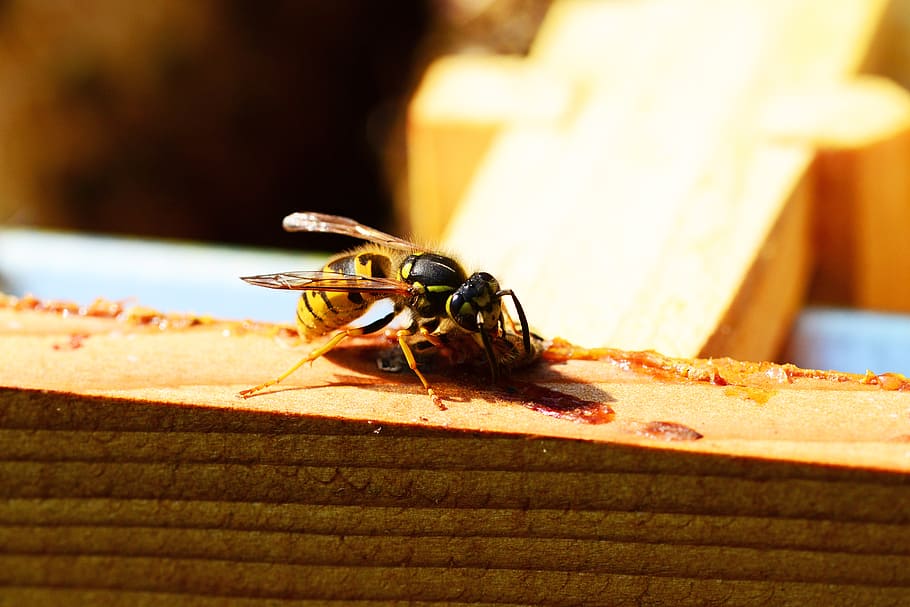 wasp, insect, yellow, black, eating honey bee, close-up, detail HD wallpaper