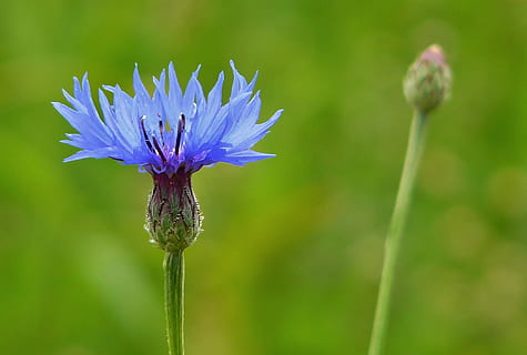 blue Cornflower in bloom, summer, blossom, flowers, blossomed HD wallpaper