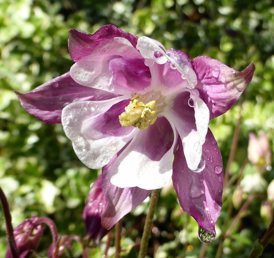 granny's, bonnet, spring, plant, blooming, nature, garden, flower HD wallpaper