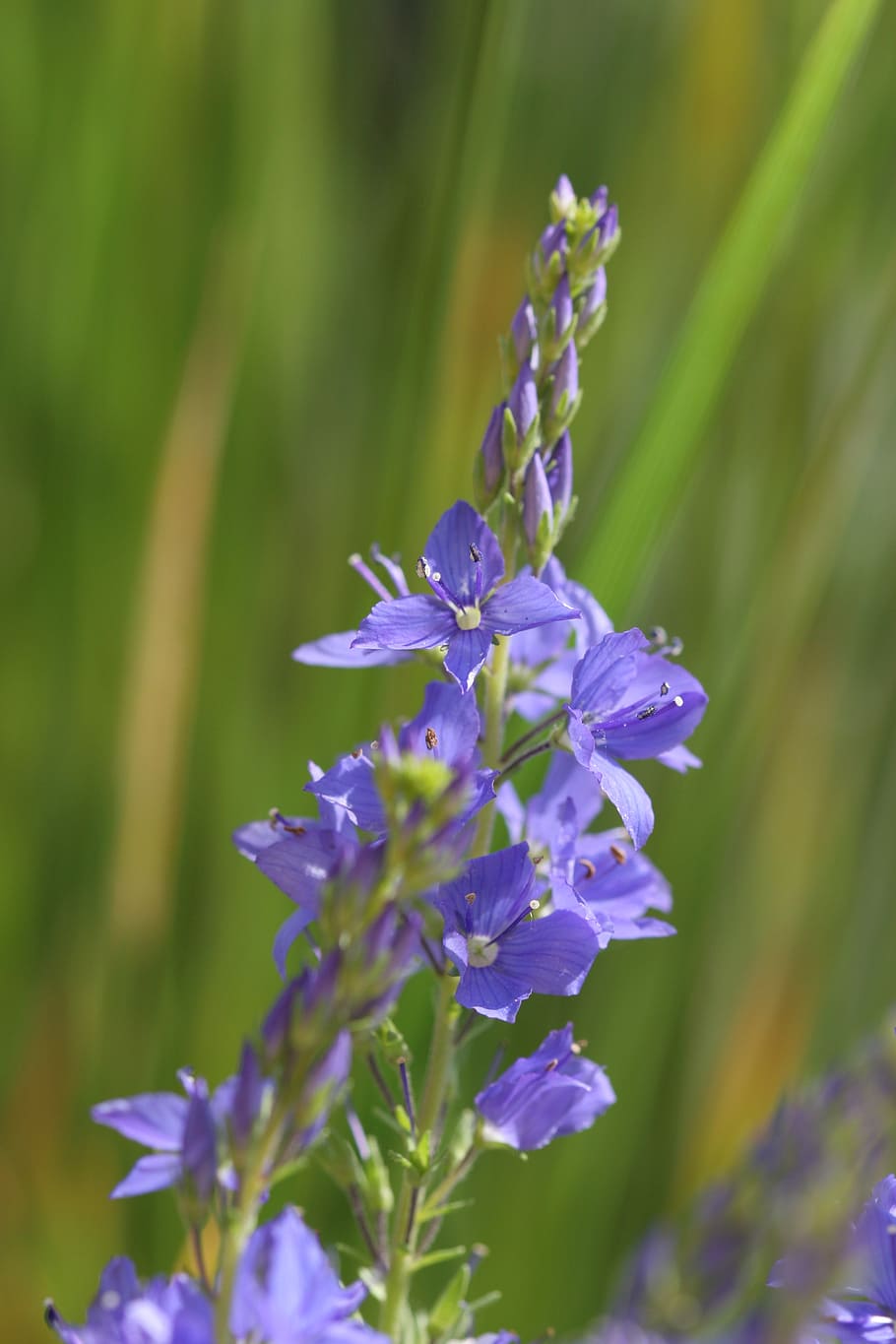 veronica, teucrium, multicolor, veronica teucrium, honorary award HD wallpaper