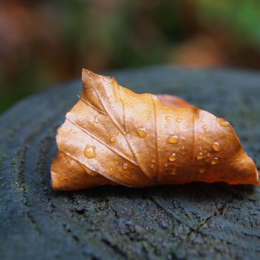 curled, drops, sheet, tree stump, nature, autumn, fall colors HD wallpaper