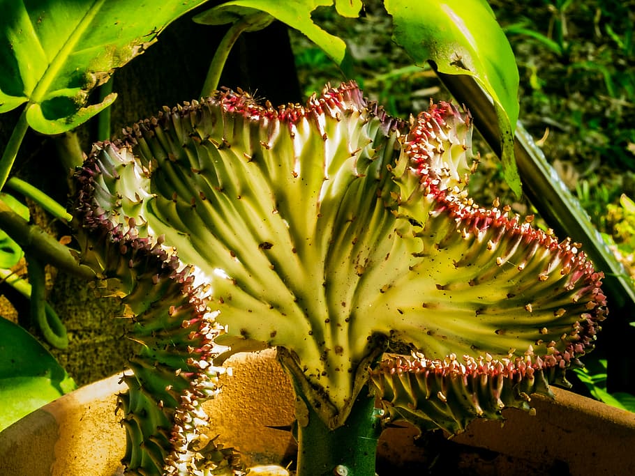 cactus blossom, close, fruit, banana, nature, food, freshness HD wallpaper