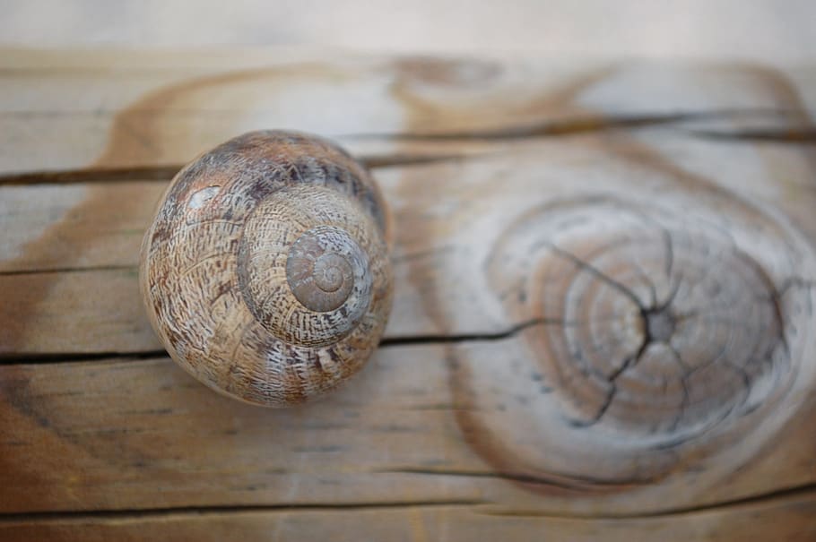 snail, shell, wood, tribe, close-up, wood - material, no people HD wallpaper