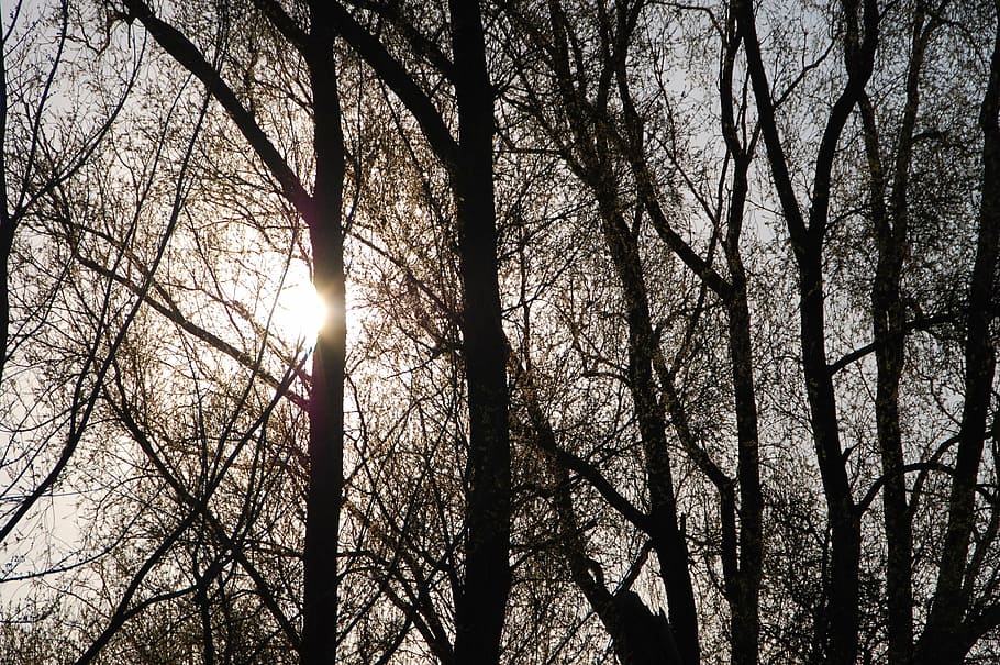 nature, shadows, trees, light and shade, plant, sky, low angle view HD wallpaper