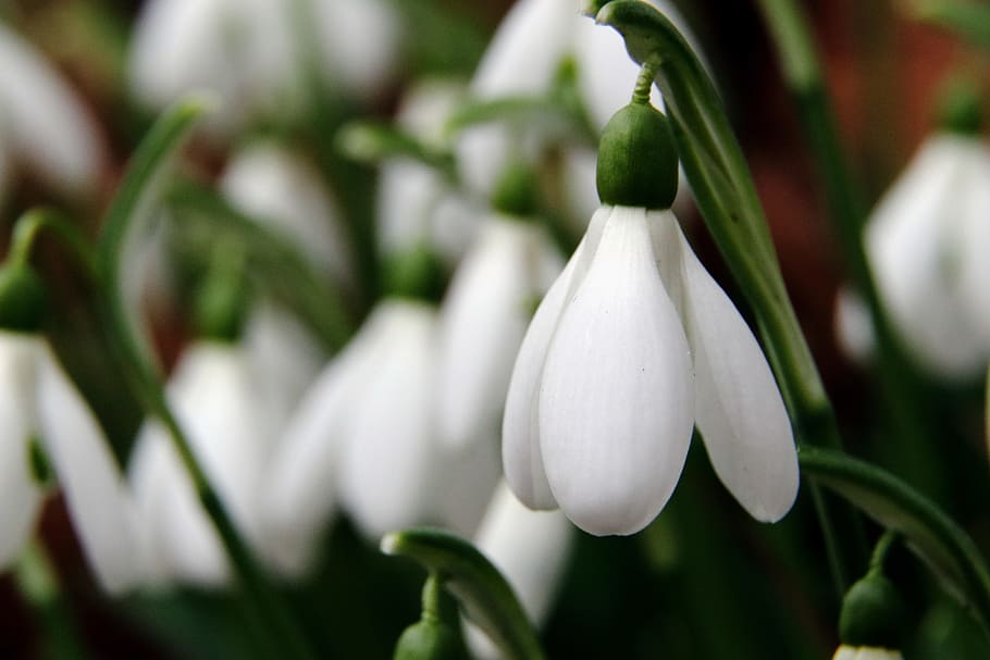 Snowdrop, Flowers, Spring, White, Nature, close, plant, early bloomer HD wallpaper