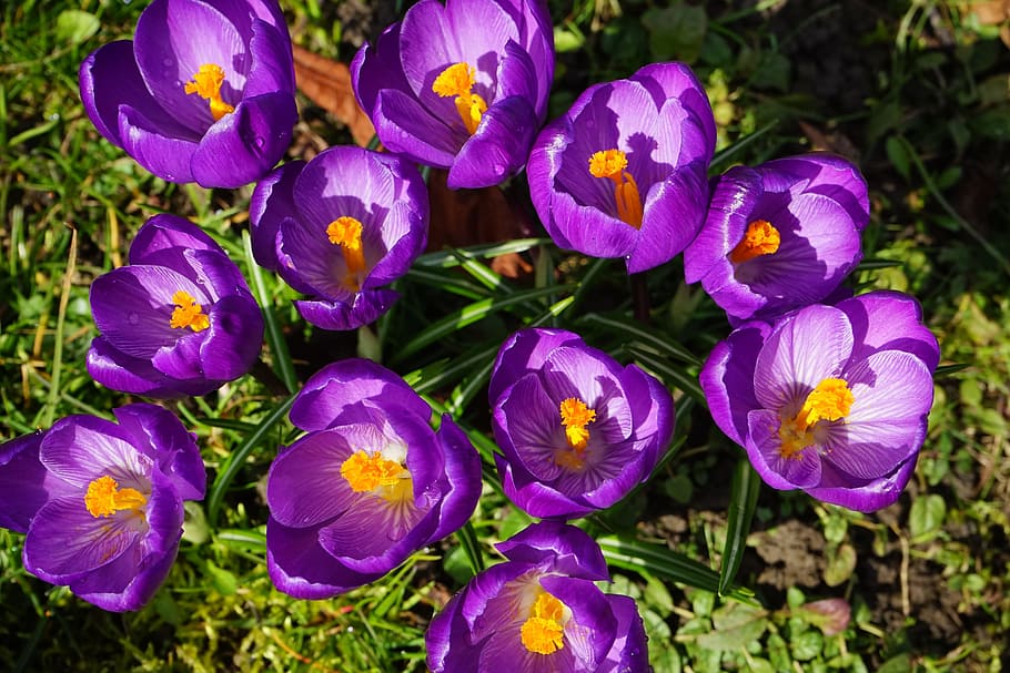 Crocus, Flowers, Purple, Close, Spring, bühen, colorful, violet HD wallpaper