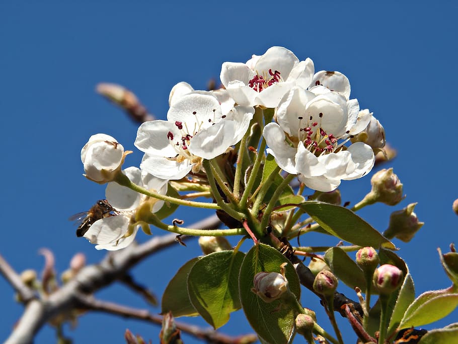 almond flower, flowers, field, sky, almond tree, nature, pollen, HD wallpaper