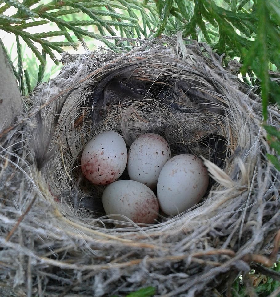 nest, eggs, birds, branches, wild, european serin, animal nest HD wallpaper