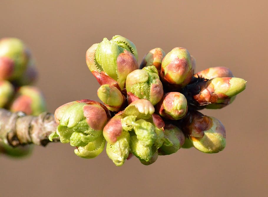 cherry bud, close, nature, food and drink, freshness, healthy eating HD wallpaper