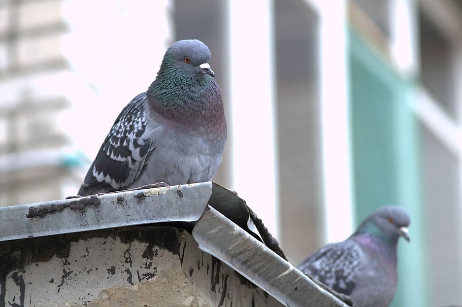 dove, bird, city, animal, pigeon, wildlife, nature, feather HD wallpaper