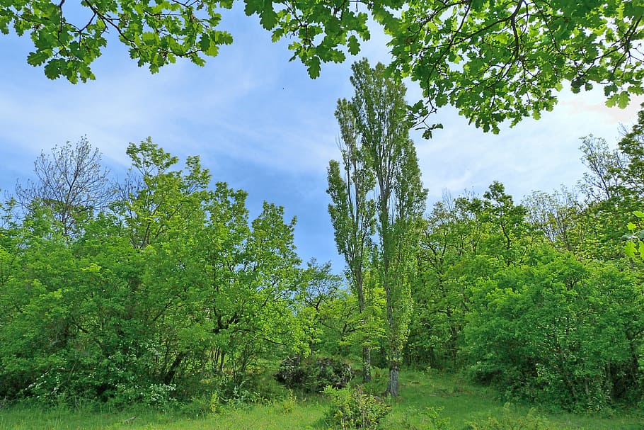 landscape, trees, oak, poplar, spring, nature, green, balance, HD wallpaper