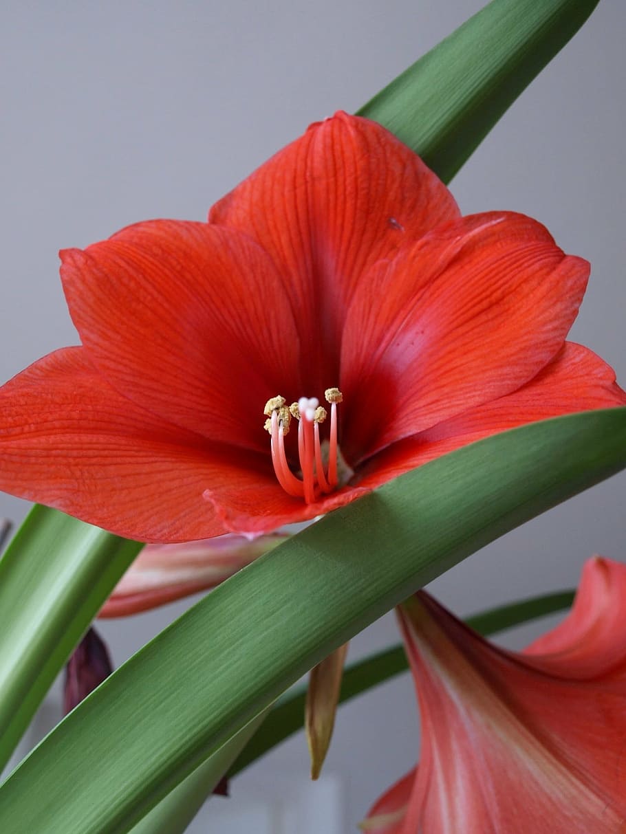 flower, red, grey, green, nature, petals, blossom, plant, vibrant HD wallpaper