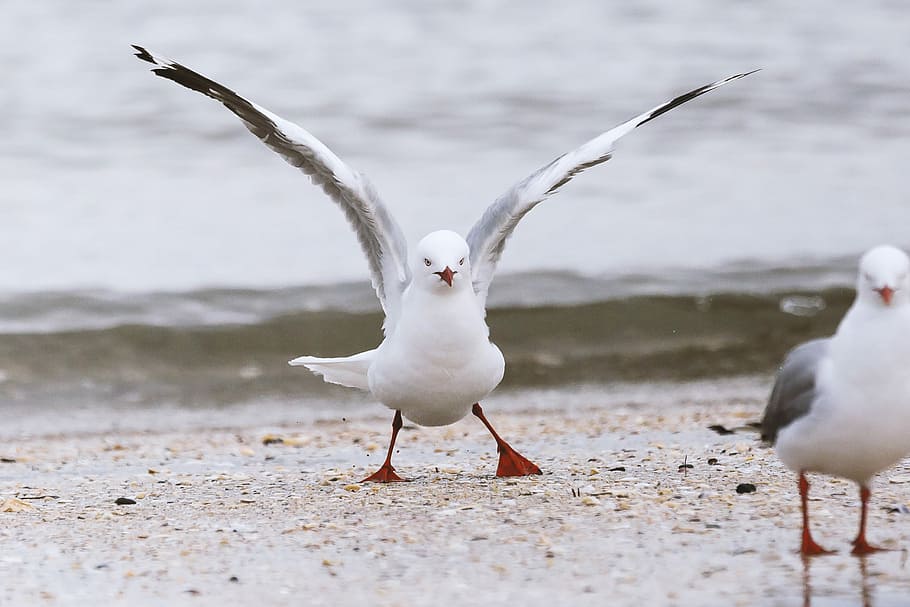 “CrossFit’s for losers”, white bird spread wings in sheashore HD wallpaper
