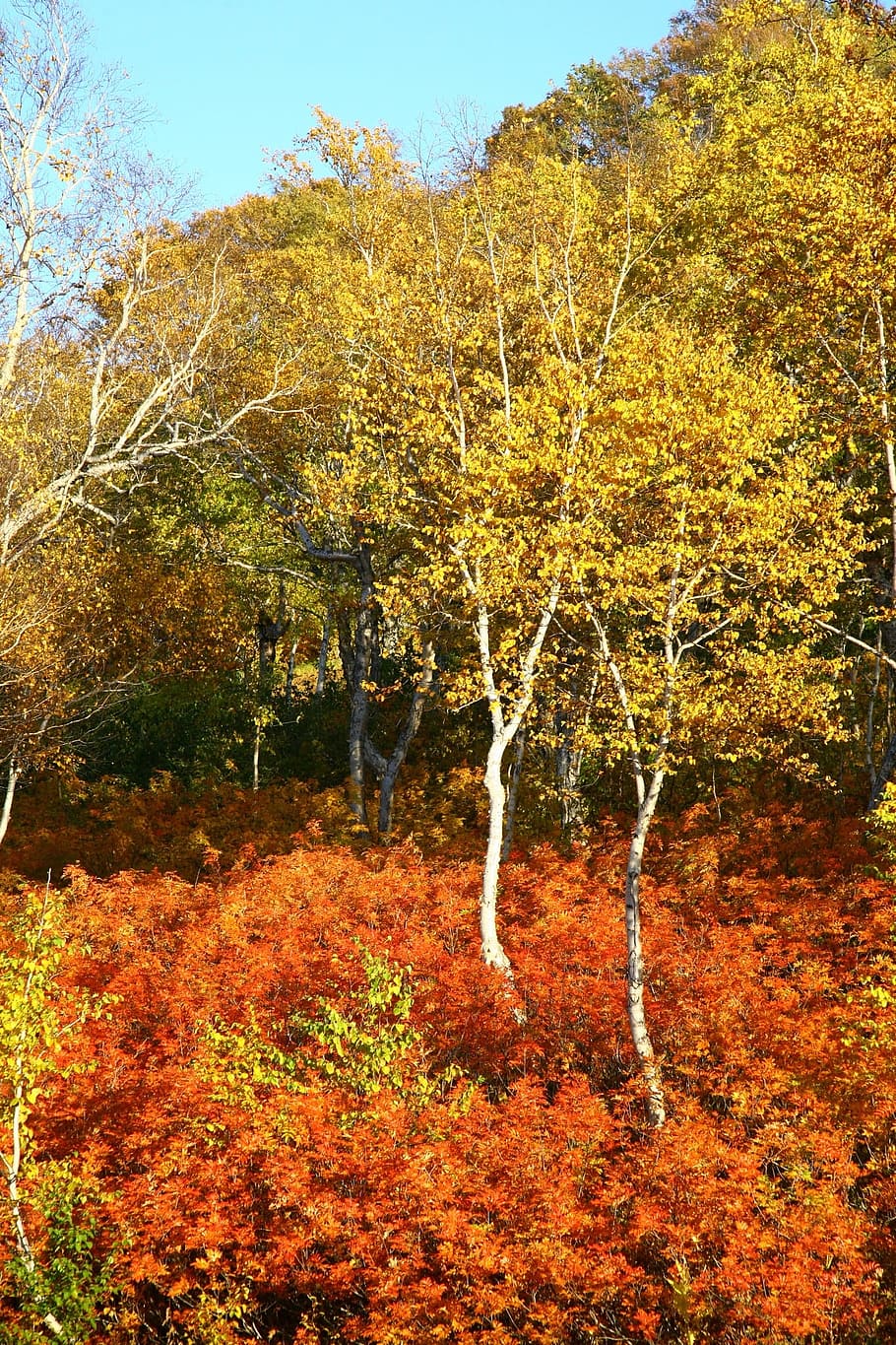 autumn, forest, trees, birch, rowan, purple, golden autumn HD wallpaper