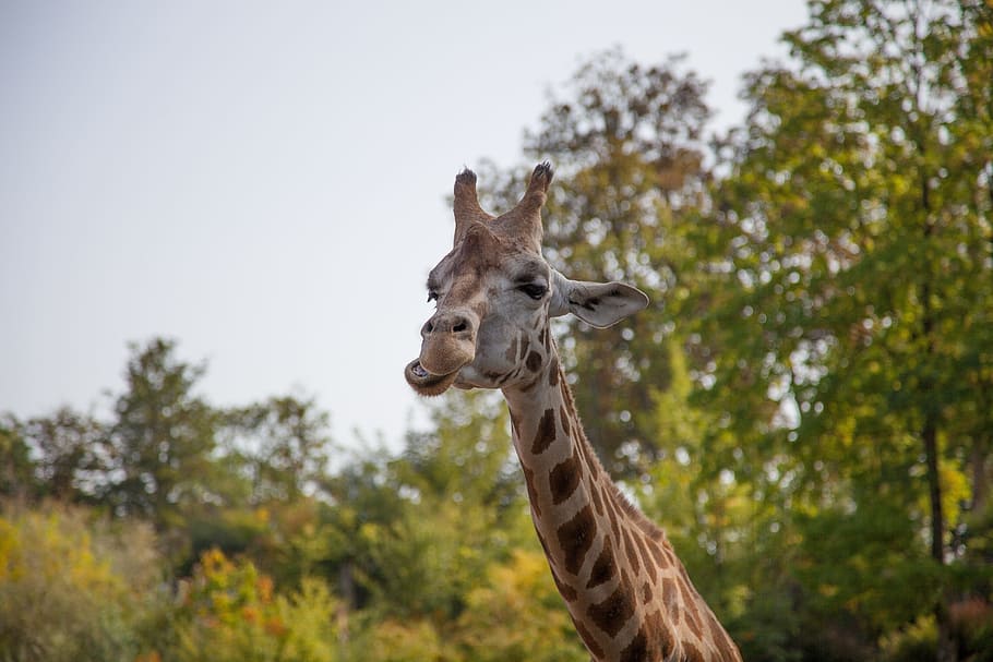 giraffe, nature, animal, animal themes, animal wildlife, animals in the wild HD wallpaper