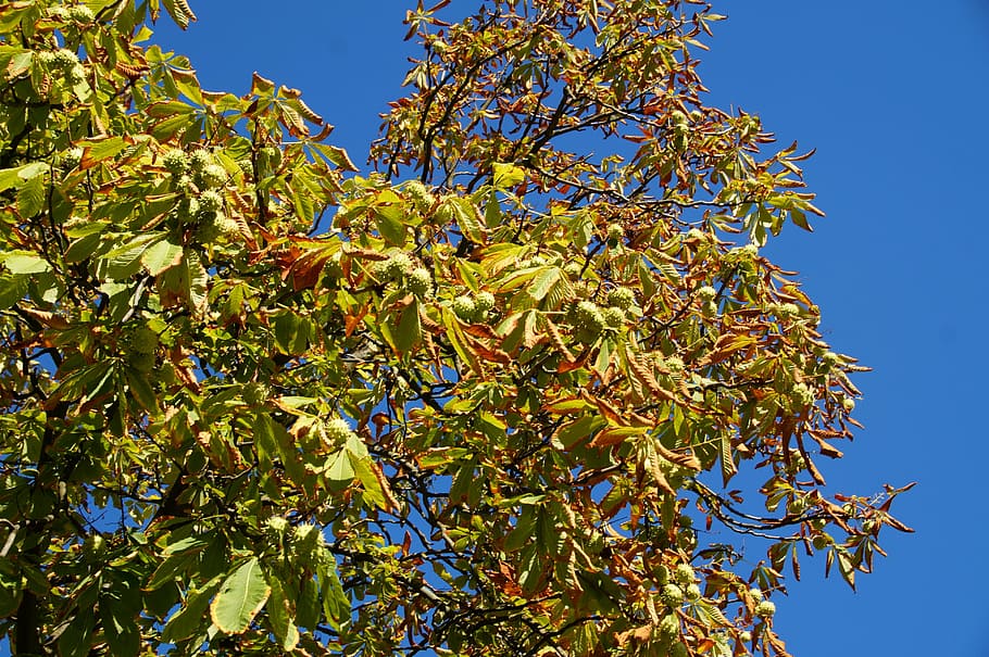 conker, chestnut, autumn, tree, fruit, plant, food and drink HD wallpaper