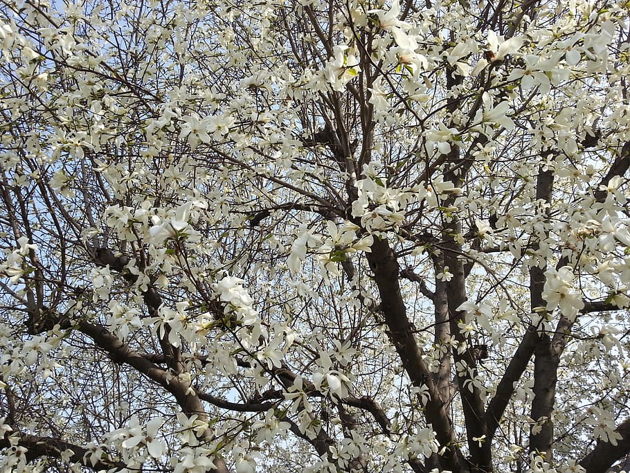 Beoc, Flowers, Wood, Spring, Tree, beoc flowers, spring tree HD wallpaper