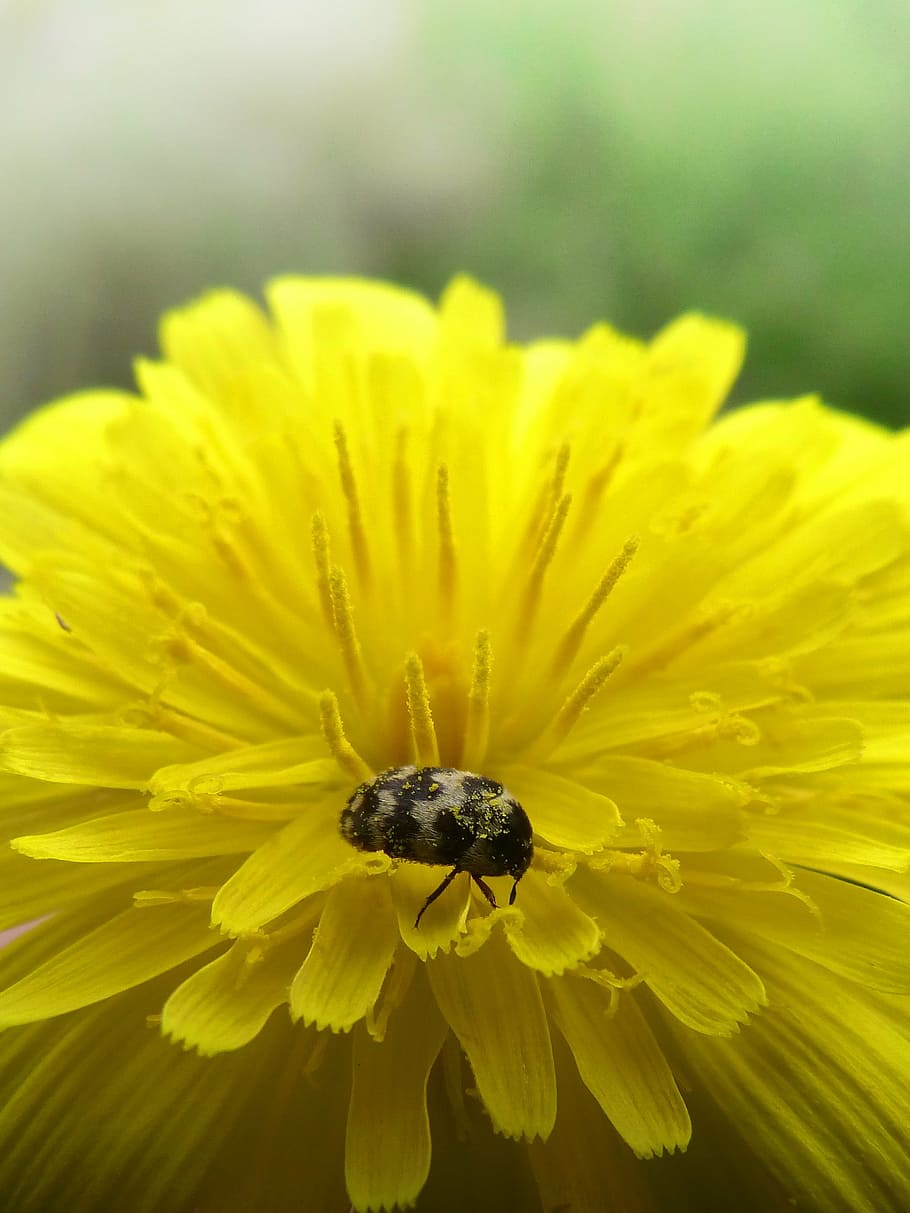 flower, dandelion, beetle, zigzag, yellow flower, nature, close-up HD wallpaper