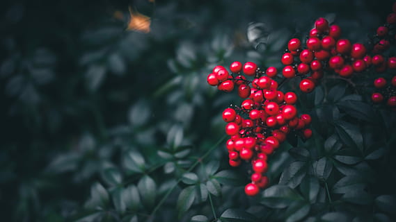 red cheeries, digital illustration of red fruits with green leaves HD wallpaper