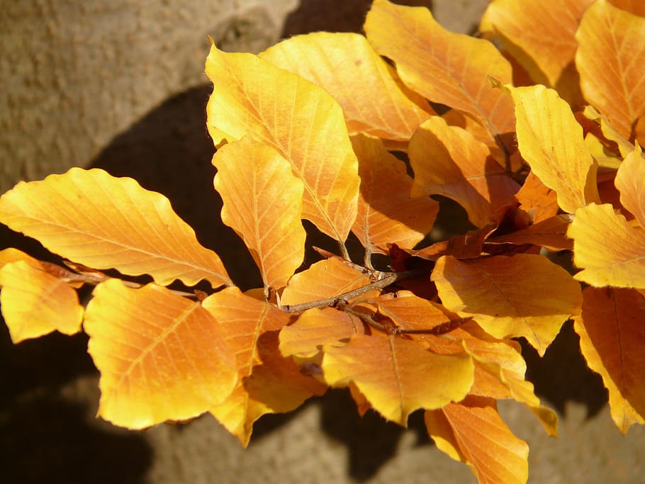 Beech, Fagus Sylvatica, deciduous tree, golden autumn, golden october HD wallpaper