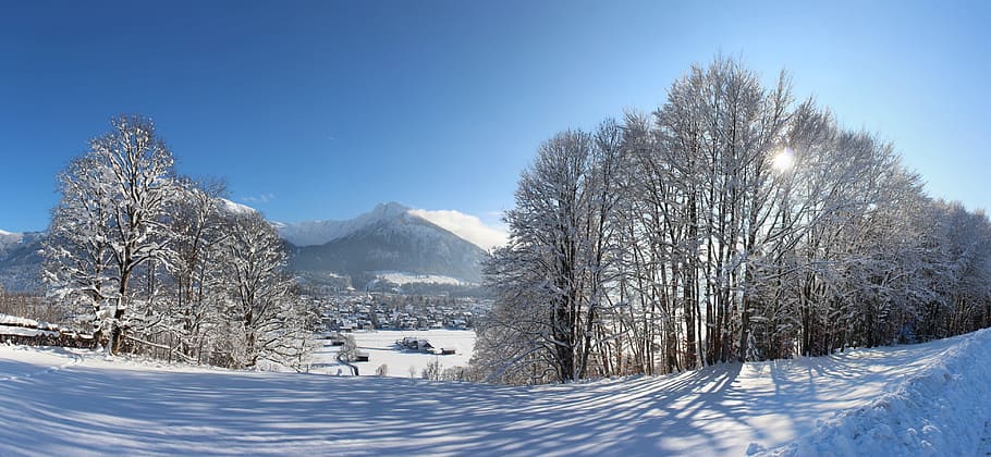 landscape photo of tall trees covered by snow, alps, oberstdorf HD wallpaper