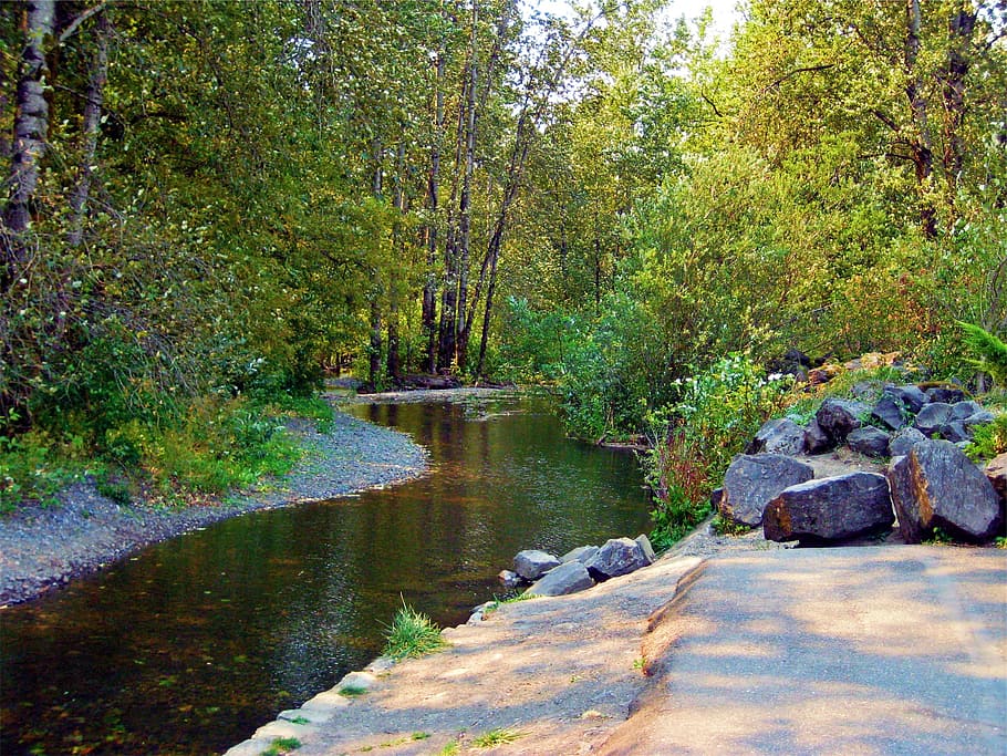 river, water, stream, rocks, trees, plant, nature, growth, beauty in nature HD wallpaper