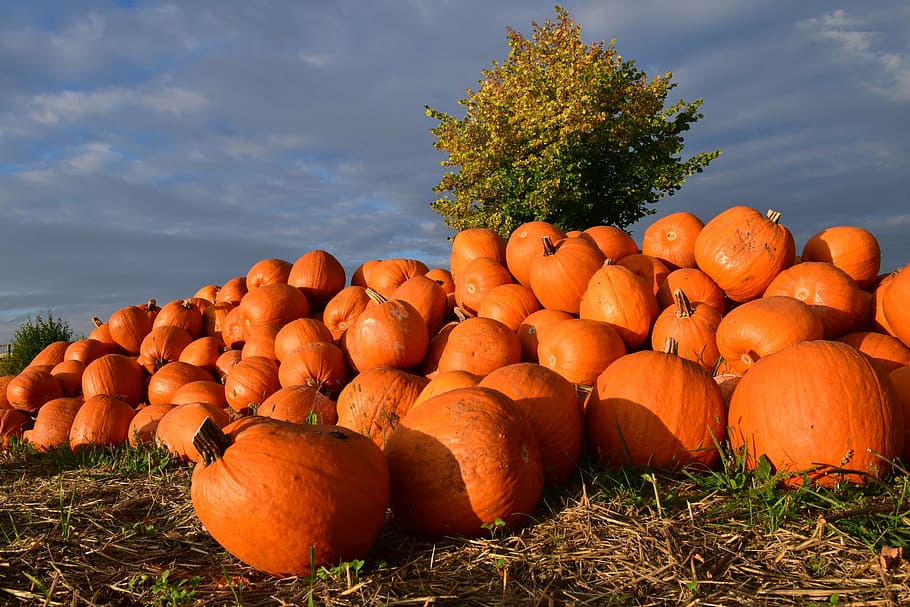 pumpkins on grass lawn, giant pumpkin, squash, red, carving pumpkin HD wallpaper