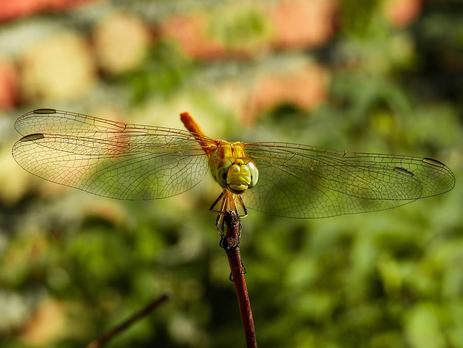 dragonfly, spring, nature, plant, insect, invertebrate, animal wing HD wallpaper