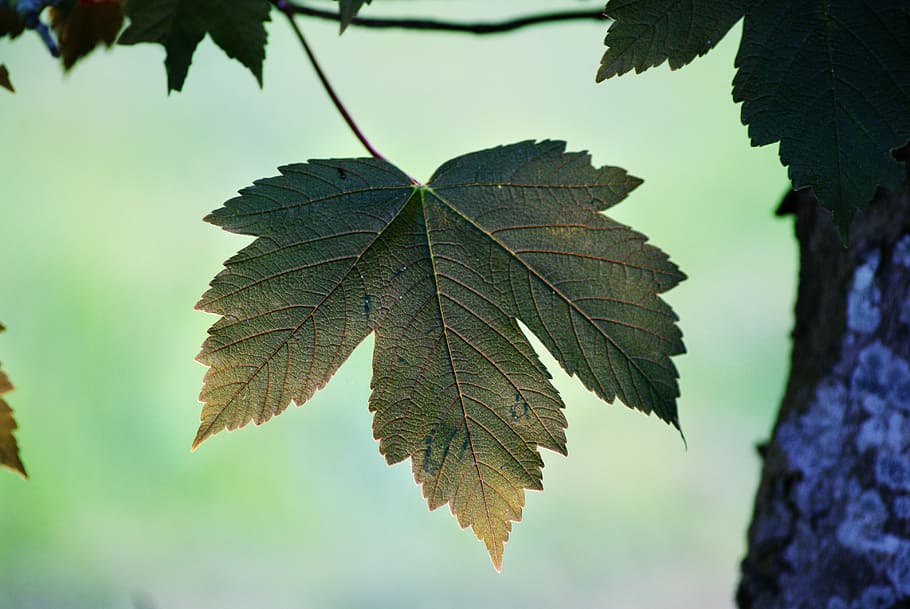 leaf, bark, sweetness, dark, nature, tree, branch, season, close-up HD wallpaper