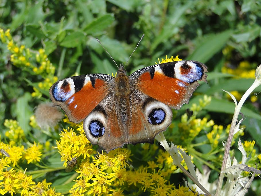 nature, insect, animals, summer, flower, butterfly day, painted peacock HD wallpaper