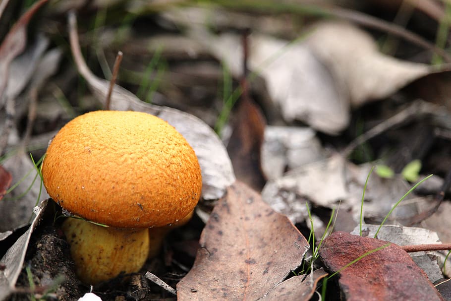 mushroom, toadstool, orange, yellow, leaves, food, leaf, plant part HD wallpaper