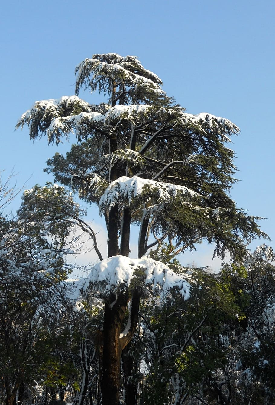 pine, snow, villa borghese, tree, organic, agriculture, outdoors HD wallpaper