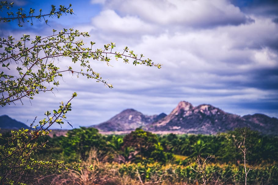 mountain, nature, flying, shrubs, landscape, serra, green, trees HD wallpaper