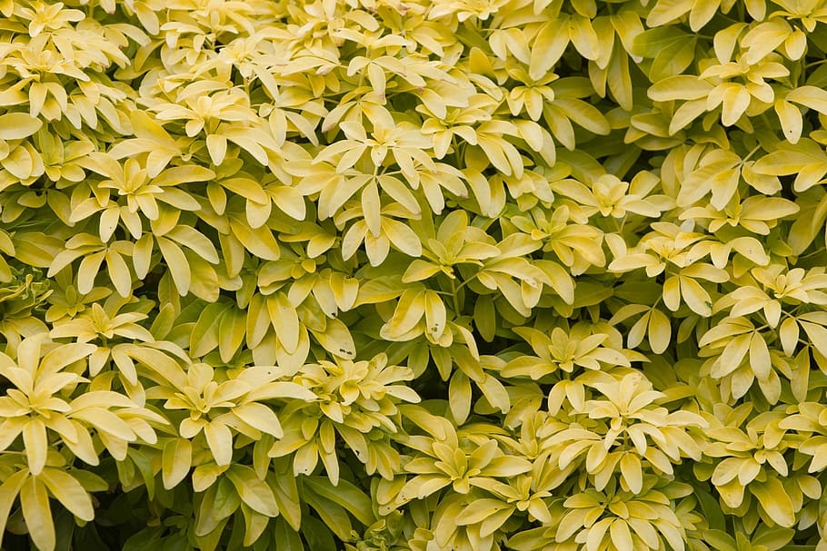 leaves, background, wallpaper, texture, nature, yellow, golden HD wallpaper