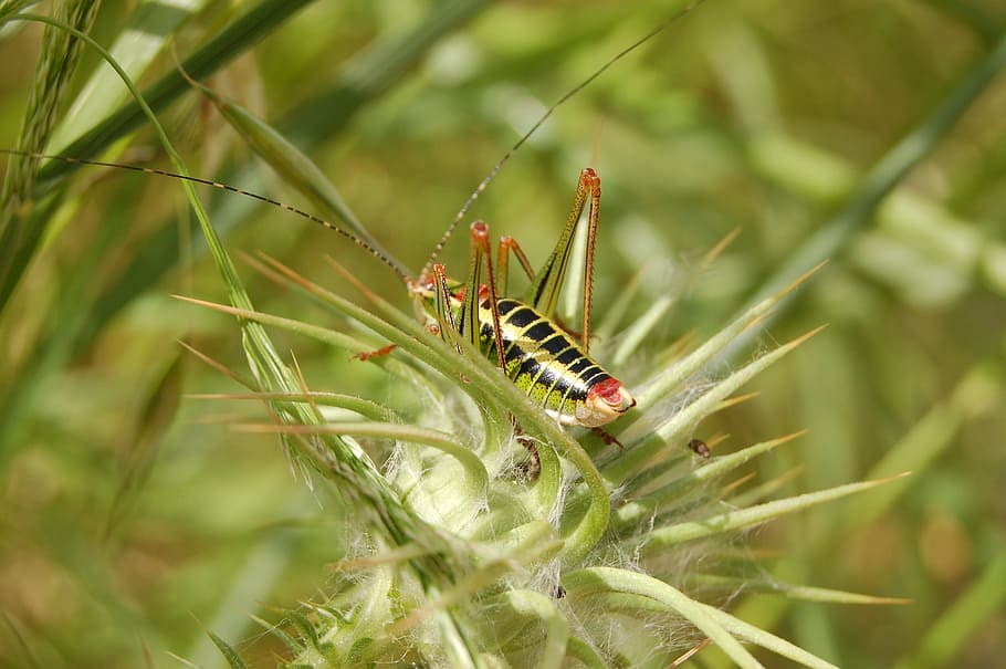 bug, cricket, green, insect, nature, invertebrate, animal wildlife HD wallpaper