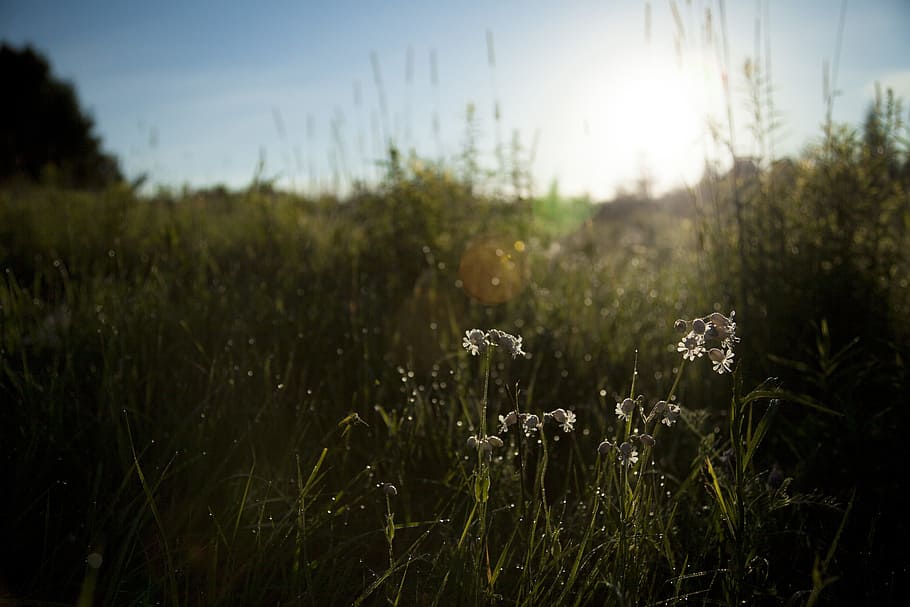 selective photogrpahy of white petaled flower, selective focus photography of white petaled flower plant during daytime HD wallpaper