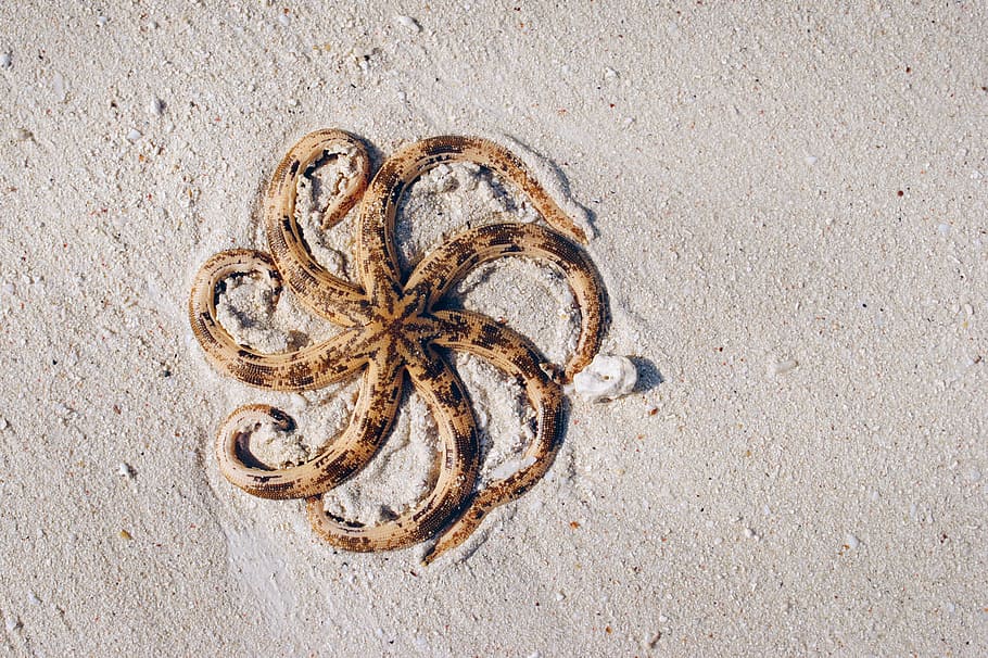 aerial photography of brown and black octopus on sands, brown star fish on gray sandbank HD wallpaper