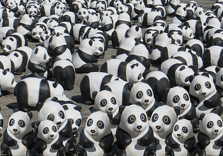 group of pandas wallpaper, panda bear, animals, black and white HD wallpaper