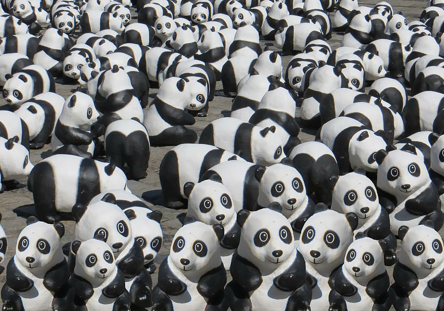 group of pandas wallpaper, panda bear, animals, black and white, HD wallpaper