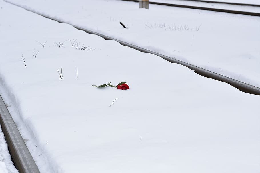 red rose in snow, eternal love symbol, railway, true love never dies