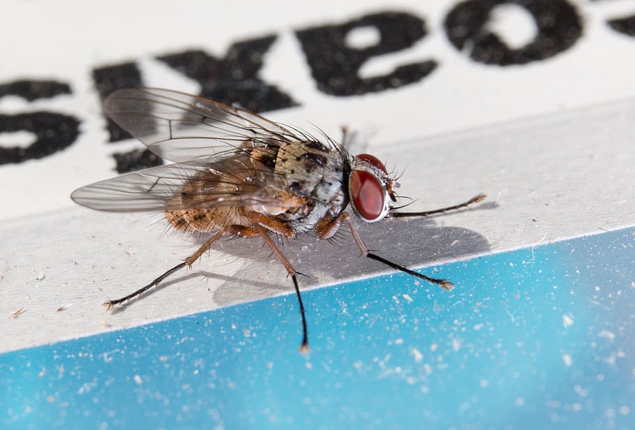 fly, macro, close, hair, wing, facets, eyes, compound eyes HD wallpaper