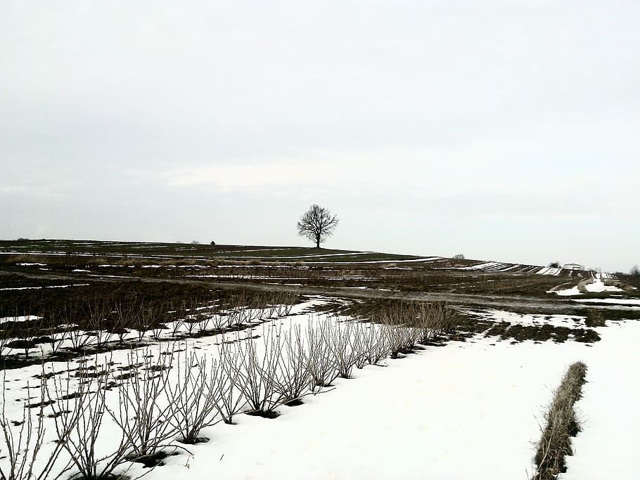 winter, field, snow, nature, tree, landscape, view, frost, biel HD wallpaper