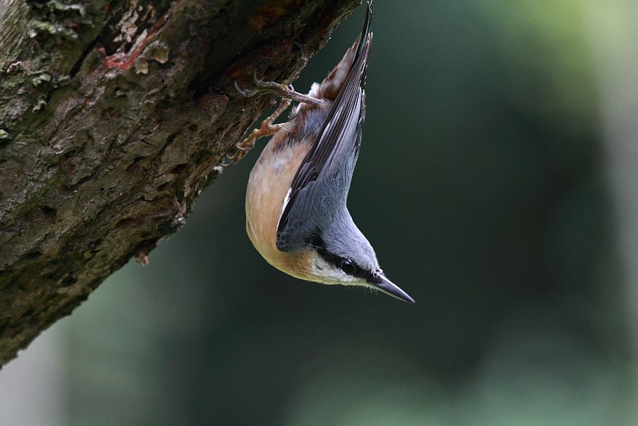 selective focus photography of white-breasted nuthatch, bird, HD wallpaper
