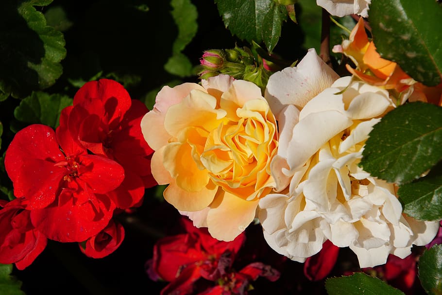 Blossom, Bloom, Close, Rosaceae, rose, red, orange, white, three coloured HD wallpaper