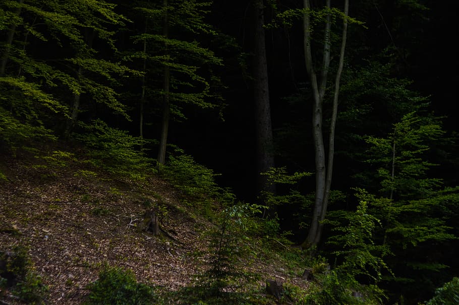 mountain, trees, plant, dark, forest, landscape, woodland, no people HD wallpaper