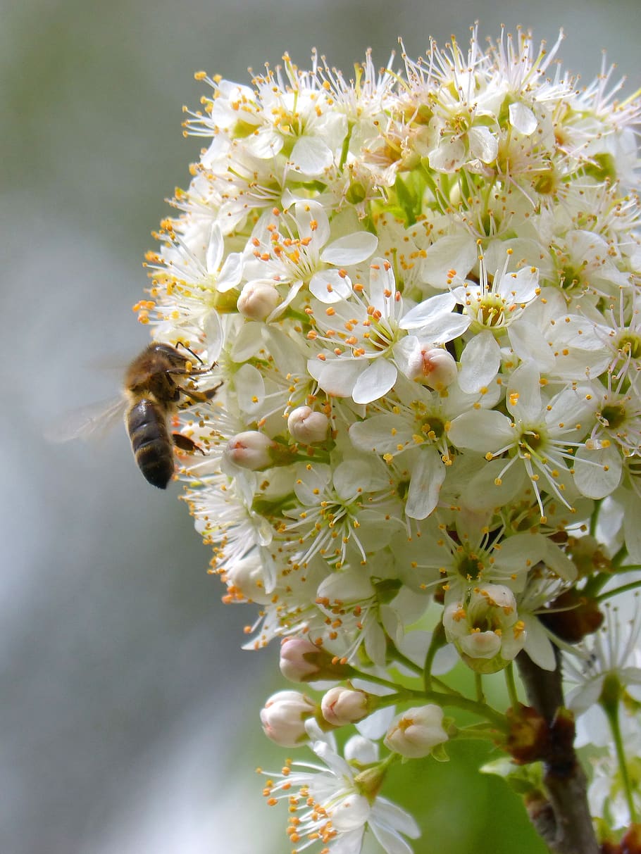 plum, flowering tree, bee, libar, nature, plant, flowering plant HD wallpaper