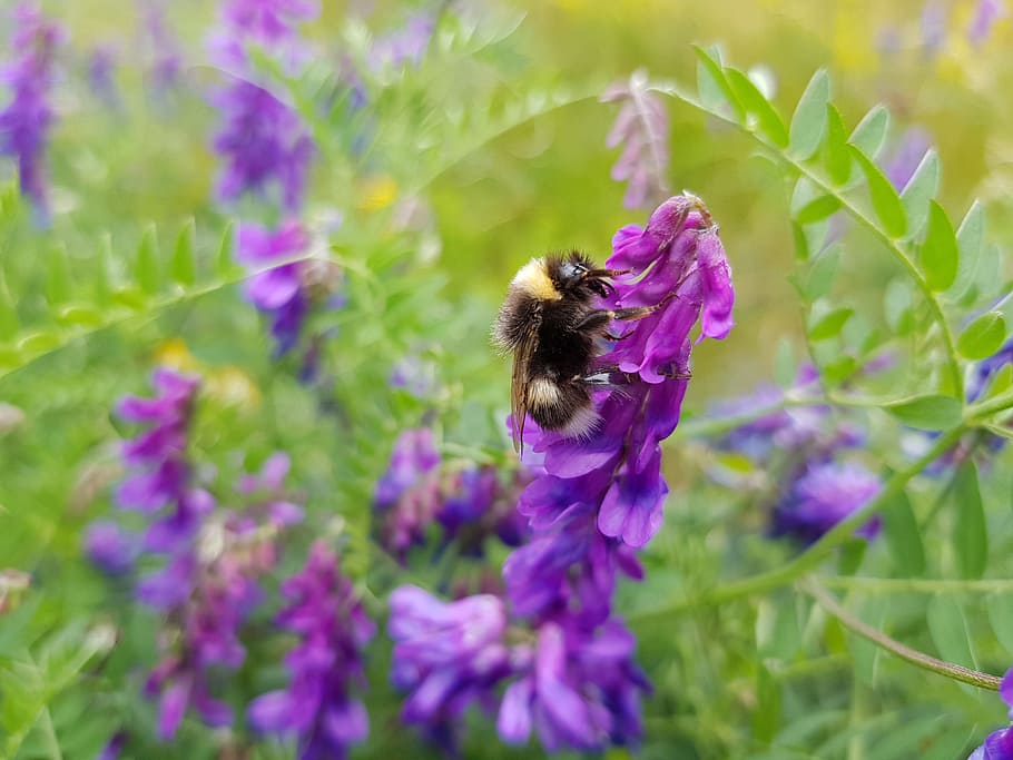 bumblebee, flower, purple, flowering plant, beauty in nature HD wallpaper