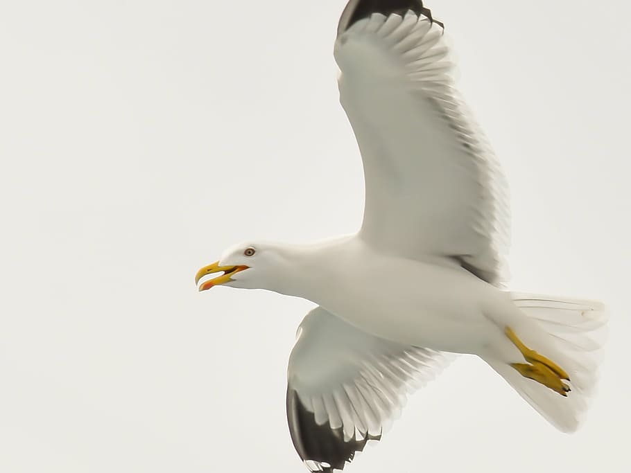 white and black bird, seagull, aegean, greece, nature, blue, wildlife