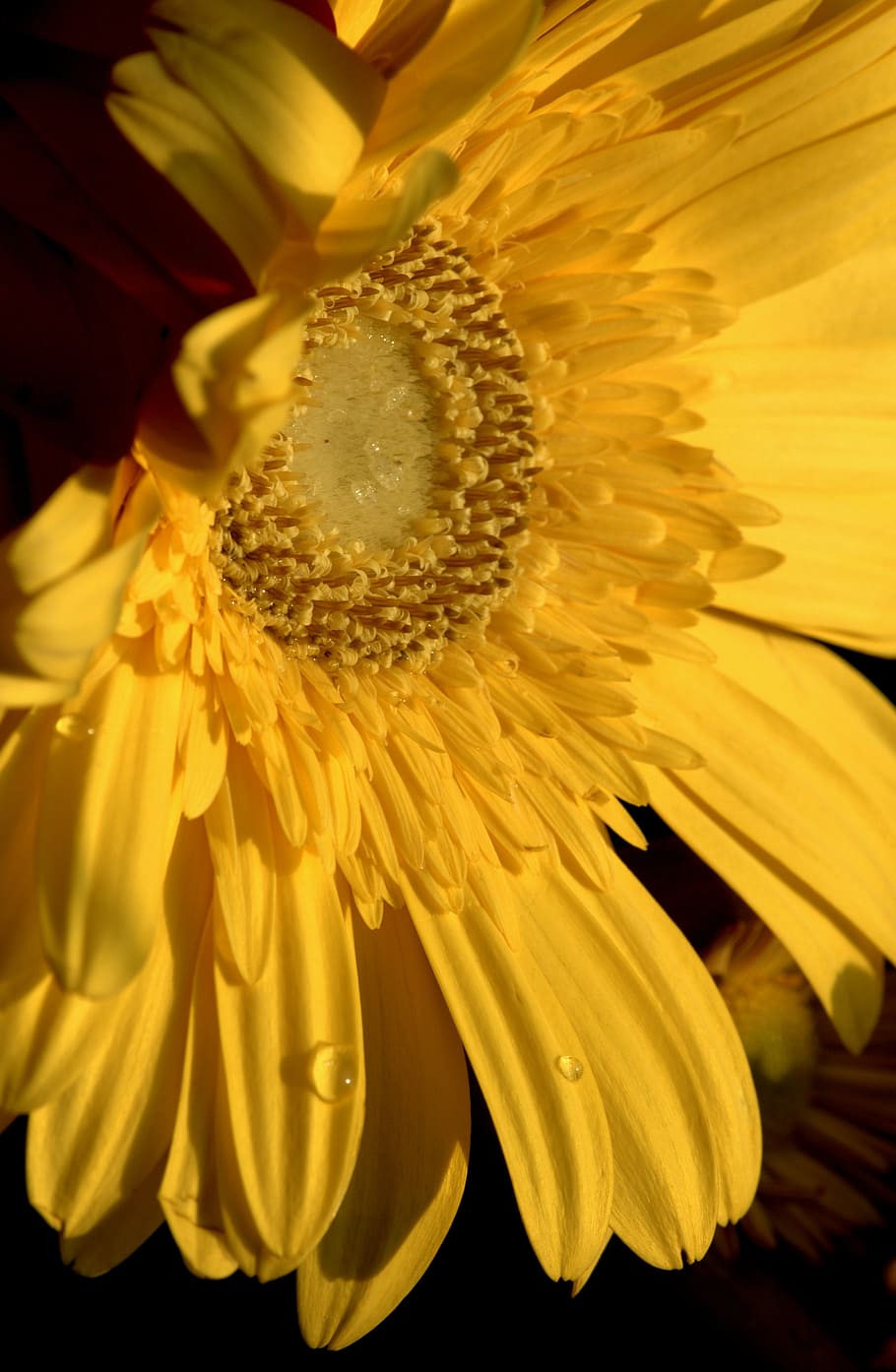 yellow, flower, spring, daisy, garden, color, blossom, bloom HD wallpaper